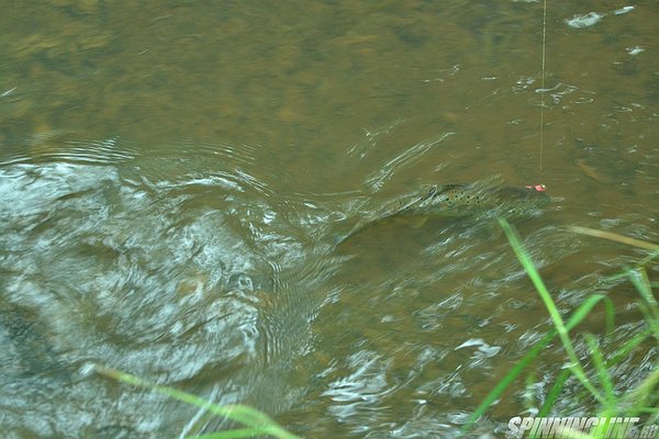 Изображение 1 : Очередная речка Карельского перешейка